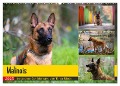 Malinois - belgischer Schäferhund (Wandkalender 2025 DIN A2 quer), CALVENDO Monatskalender - Tanja Riedel