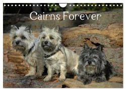 Cover-Bild zum Titel 'Cairns Forever (Wandkalender 2026 DIN A4 quer), CALVENDO Monatskalender' von 'Homwico Homwico'