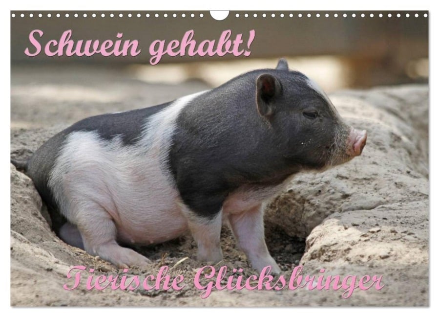 Schwein gehabt! (Wandkalender 2026 DIN A3 quer), CALVENDO Monatskalender - Antje Lindert-Rottke