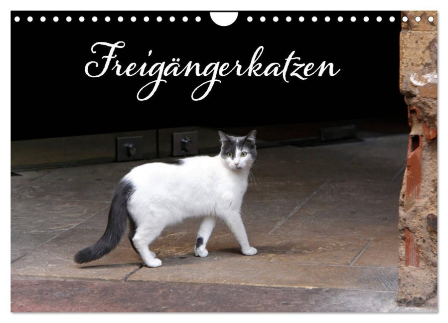 Freigängerkatzen (Wandkalender 2025 DIN A4 quer), CALVENDO Monatskalender - Kristina Rütten