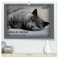 GRAUE ENGEL Britischkurzhaar-Katzen (hochwertiger Premium Wandkalender 2025 DIN A2 quer), Kunstdruck in Hochglanz - Jacky-Fotos Jacky-Fotos