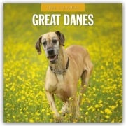 Great Danes - Deutsche Dogge 2026 - 16-Monatskalender - Robin Red