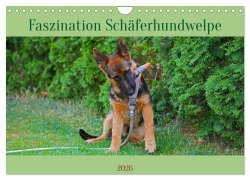 Cover-Bild zum Titel 'Faszination Schäferhundwelpe (Wandkalender 2026 DIN A4 quer), CALVENDO Monatskalender' von 'Babett Paul - Babetts Bildergalerie'