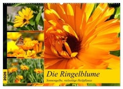 Die Ringelblume. Sonnengelbe, vielseitige Heilpflanze (Wandkalender 2026 DIN A2 quer), CALVENDO Monatskalender - Rose Hurley