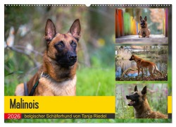 Cover-Bild zum Titel 'Malinois - belgischer Schäferhund (Wandkalender 2026 DIN A2 quer), CALVENDO Monatskalender' von 'Tanja Riedel'
