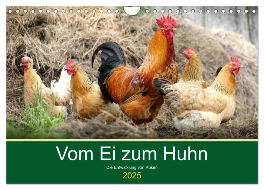 Vom Ei zum Huhn. Die Entwicklung von Küken (Wandkalender 2025 DIN A4 quer), CALVENDO Monatskalender - Rose Hurley