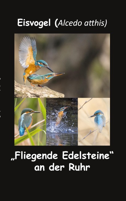 Eisvogel (Alcedo atthis) - Fotolulu
