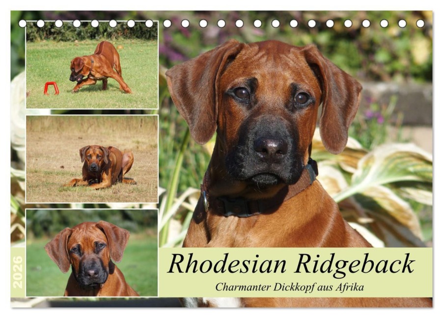 Rhodesian Ridgeback - Charmanter Dickkopf aus Afrika (Tischkalender 2026 DIN A5 quer), CALVENDO Monatskalender - Birgit Bodsch