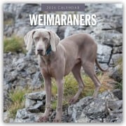 Weimaraners - Weimaraner 2026 - 16-Monatskalender - Robin Red