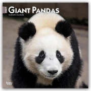 Cover-Bild zum Titel 'Giant Pandas - Großer Panda - Pandabären 2027 - 16-Monatskalender' von 'Browntrout Publishers'