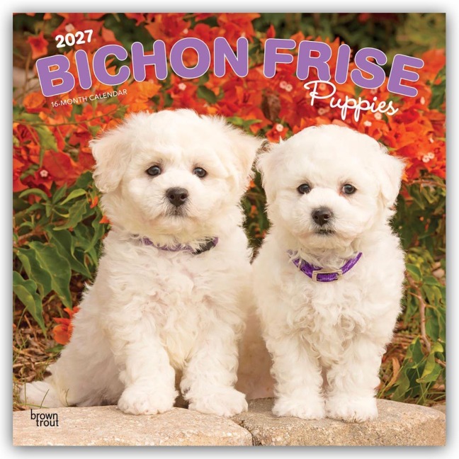 Bichon Frisé Puppies - Bichon Frisé Welpen 2027 - 16-Monatskalender - Browntrout Publishers