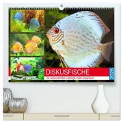 Cover-Bild zum Titel 'Diskusfische. Die bezaubernden Lieblinge vieler Aquarianer (hochwertiger Premium Wandkalender 2026 DIN A2 quer), Kunstdruck in Hochglanz' von 'Rose Hurley'