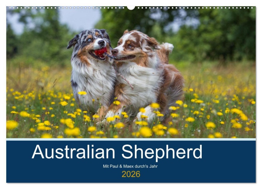 Australian Shepherd 2026 (Wandkalender 2026 DIN A2 quer), CALVENDO Monatskalender - Annett Mirsberger