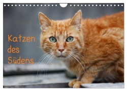 Cover-Bild zum Titel 'Katzen des Südens (Wandkalender 2026 DIN A4 quer), CALVENDO Monatskalender' von 'Claudia Möckel Lucy L!u'