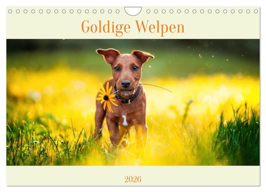 Pfotenblitzers Goldige Welpen (Wandkalender 2026 DIN A4 quer), CALVENDO Monatskalender - Babette Schwob Pfotenblitzer Tierfotografie