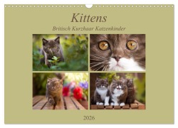 Cover-Bild zum Titel 'Kittens - Britisch Kurzhaar Katzenkinder (Wandkalender 2026 DIN A3 quer), CALVENDO Monatskalender' von 'Janina Bürger'