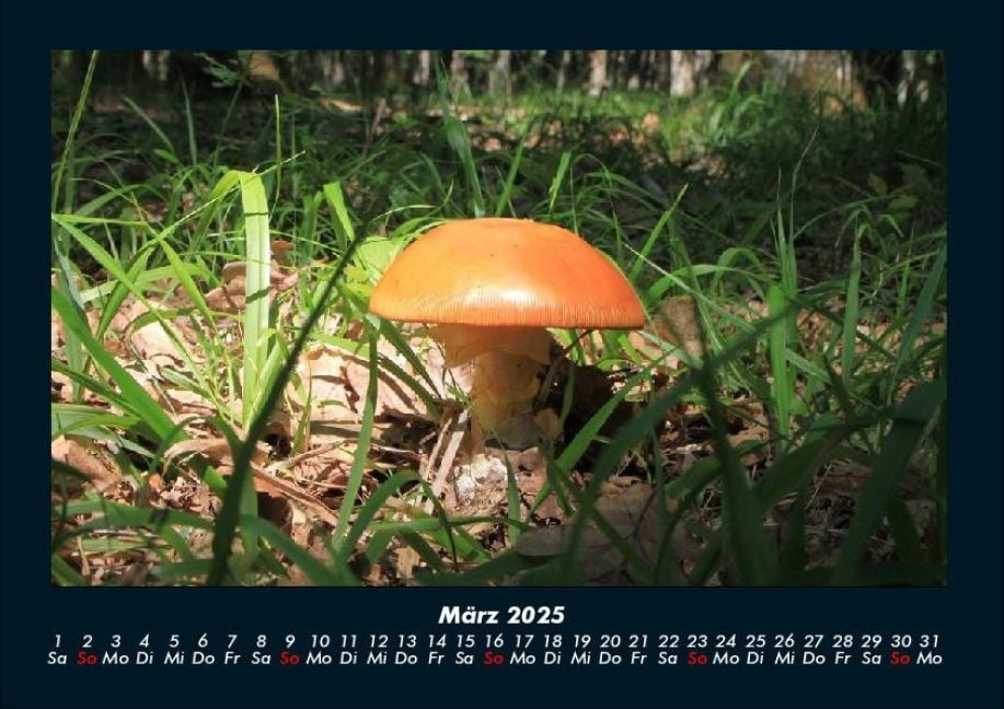 InsideView 7