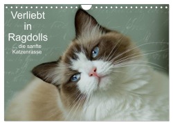 Verliebt in Ragdolls ... die sanfte Katzenrasse (Wandkalender 2025 DIN A4 quer), CALVENDO Monatskalender - Marion Reiß-Seibert