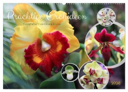 Cover-Bild zum Titel 'Prächtige Orchideen (Wandkalender 2026 DIN A2 quer), CALVENDO Monatskalender' von 'Gisela Kruse'