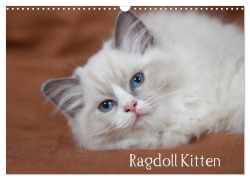 Cover-Bild zum Titel 'Ragdoll Kitten (Wandkalender 2026 DIN A3 quer), CALVENDO Monatskalender' von 'Fotodesign Verena Scholze'