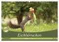 Eichhörnchen - Kleine Fotostars (Wandkalender 2024 DIN A2 quer), CALVENDO Monatskalender - Birgit Cerny