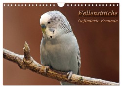Cover-Bild zum Titel 'Wellensittiche - Gefiederte Freunde (Wandkalender 2026 DIN A4 quer), CALVENDO Monatskalender' von 'Barbara Mielewczyk'