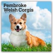 Pembroke Welsh Corgis - Pembroke Welsh Corgi 2026 - 16-Monatskalender - Browntrout Publishers