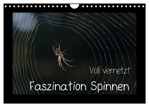 Voll vernetzt - Faszination Spinnen (Wandkalender 2025 DIN A4 quer), CALVENDO Monatskalender - Sigrid Enkemeier
