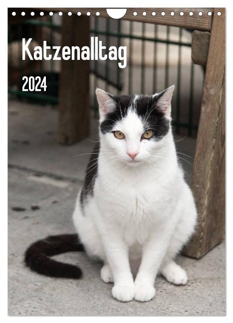 Katzenalltag 2024 (Wandkalender 2024 DIN A4 hoch), CALVENDO Monatskalender - Daniela Scholz
