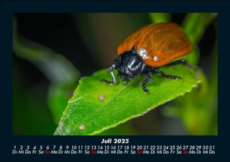InsideView 11