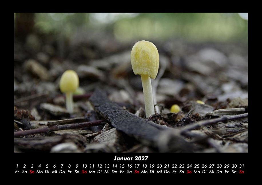 InsideView 5