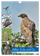 Adler, Eule und Co - Gefiederte Jäger im Portrait (Wandkalender 2026 DIN A4 hoch), CALVENDO Monatskalender - René Schaack