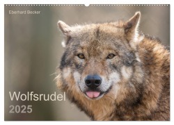 Wolfsrudel (Wandkalender 2025 DIN A2 quer), CALVENDO Monatskalender - Eberhard Becker