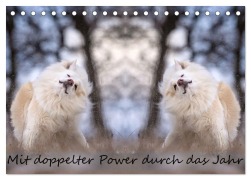 Cover-Bild zum Titel 'Mit doppelter Power durch das Jahr (Tischkalender 2026 DIN A5 quer), CALVENDO Monatskalender' von 'Monika Scheurer'