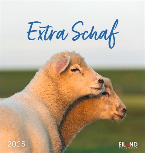 Extra Schaf Postkartenkalender 2025 - 