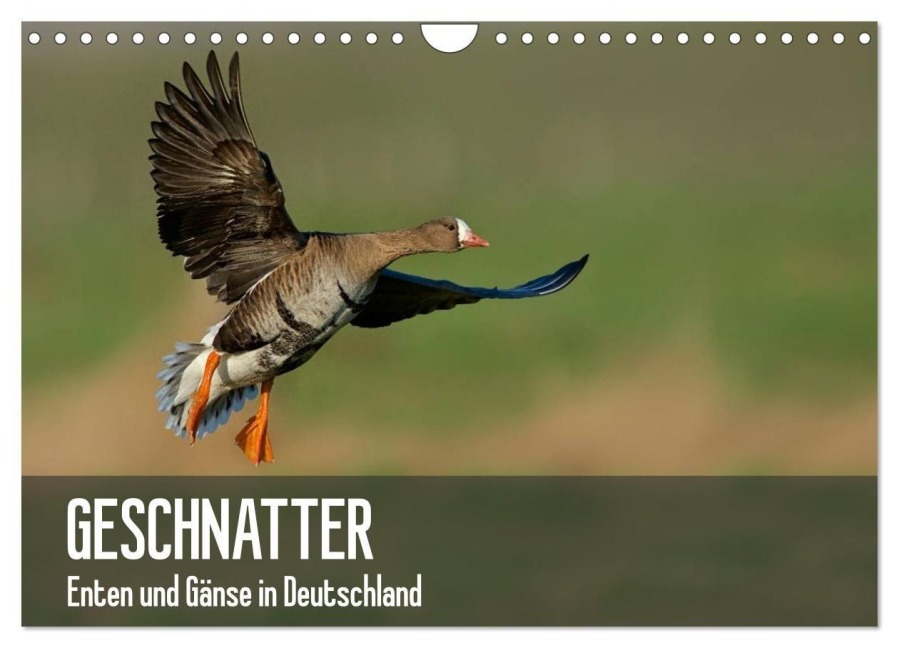 Geschnatter - Enten und Gänse in Deutschland (Wandkalender 2027 DIN A4 quer), CALVENDO Monatskalender - Alexander Krebs