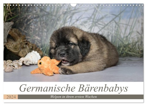 Germanische Bärenbabys (Wandkalender 2024 DIN A3 quer), CALVENDO Monatskalender - Sonja Teßen