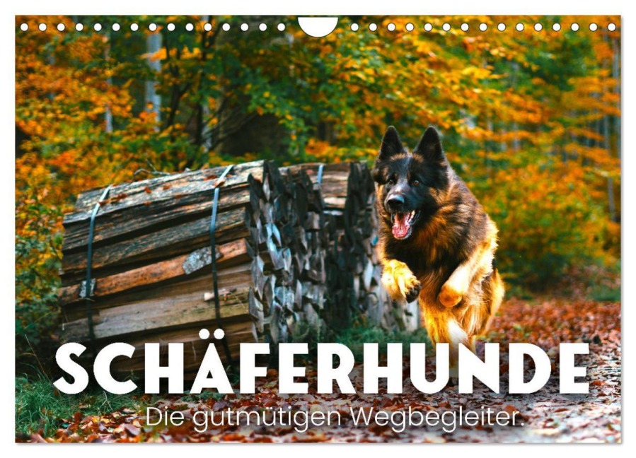 Schäferhunde - Die gutmütigen Wegbegleiter. (Wandkalender 2026 DIN A4 quer), CALVENDO Monatskalender - Sf Sf