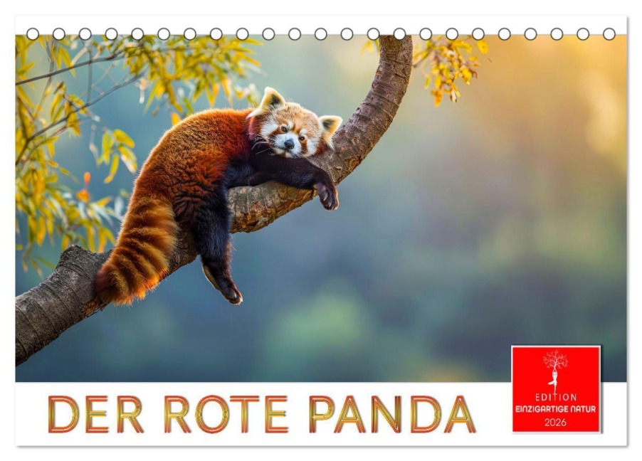 Der Rote Panda (Tischkalender 2026 DIN A5 quer), CALVENDO Monatskalender - Peter Roder