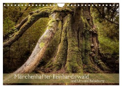 Märchenhafter Reinhardswald und Urwald Sababurg (Wandkalender 2026 DIN A4 quer), CALVENDO Monatskalender - Michael Pohl