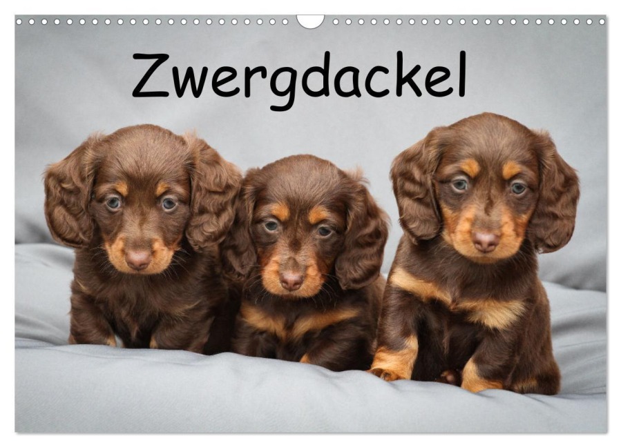 Zwergdackel von Kadi (Wandkalender 2026 DIN A3 quer), CALVENDO Monatskalender - Berit Seiboth