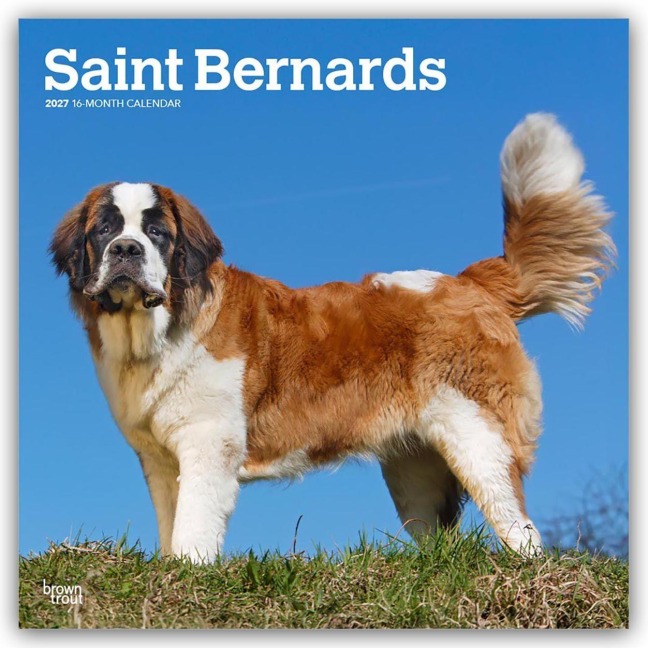 Saint Bernards - Bernhardiner 2027 - 16-Monatskalender - Browntrout Publishers