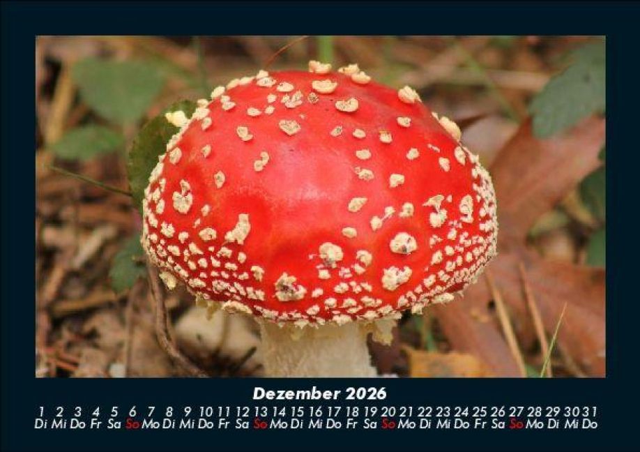 InsideView 4