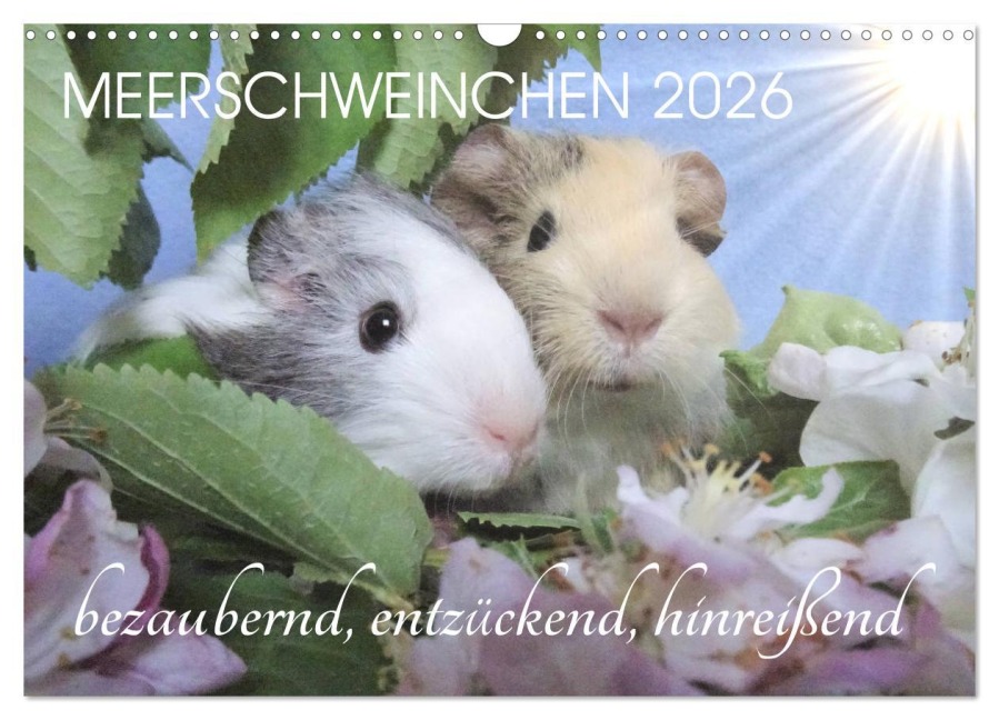 Meerschweinchen 2026 - bezaubernd, hinreißend, entzückend (Wandkalender 2026 DIN A3 quer), CALVENDO Monatskalender - Sabine Hampe-Neves
