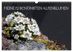 Meine 12 schönsten Alpenblumen (Wandkalender 2025 DIN A3 quer), CALVENDO Monatskalender - Christa Kramer