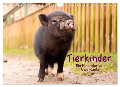 Tierkinder (Wandkalender 2024 DIN A4 quer), CALVENDO Monatskalender - Uwe Kantz