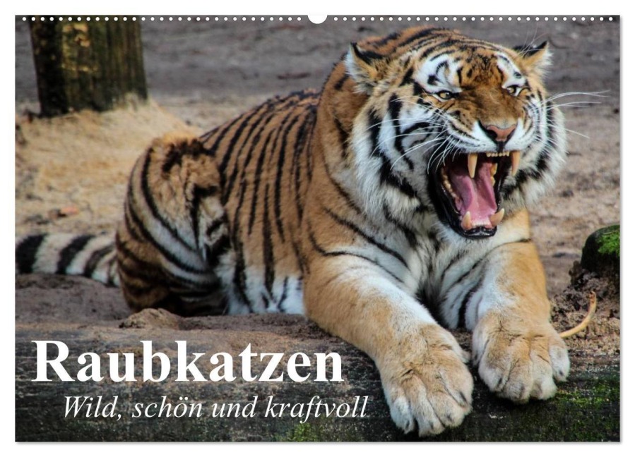 Raubkatzen. Wild, schön und kraftvoll (Wandkalender 2026 DIN A2 quer), CALVENDO Monatskalender - Elisabeth Stanzer