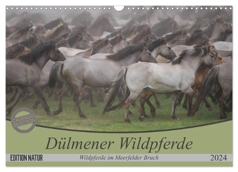Dülmener Wildpferde - Wildpferde im Meerfelder Bruch (Wandkalender 2024 DIN A3 quer), CALVENDO Monatskalender - B. Mielewczyk