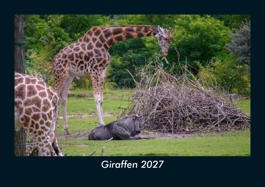 Giraffen 2027 Fotokalender DIN A5 - Tobias Schmitt, Kevin Heber