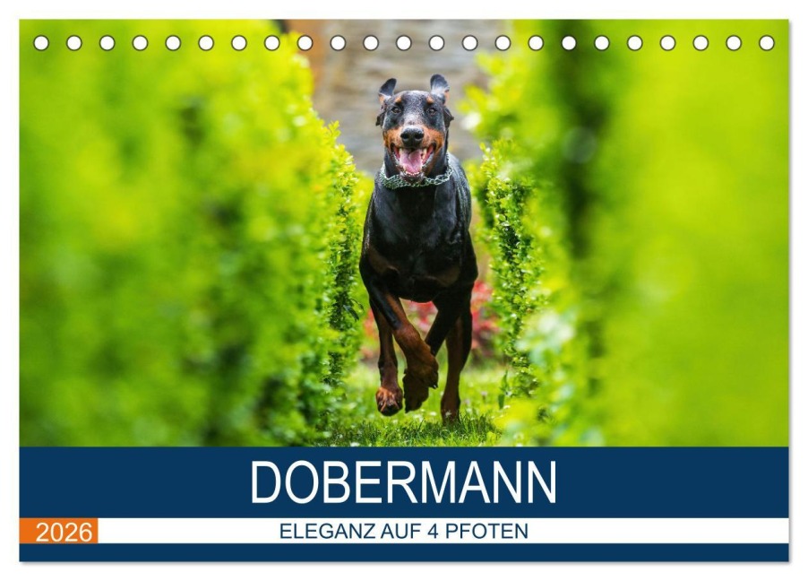 Dobermann 2026 (Tischkalender 2026 DIN A5 quer), CALVENDO Monatskalender - Annett Mirsberger